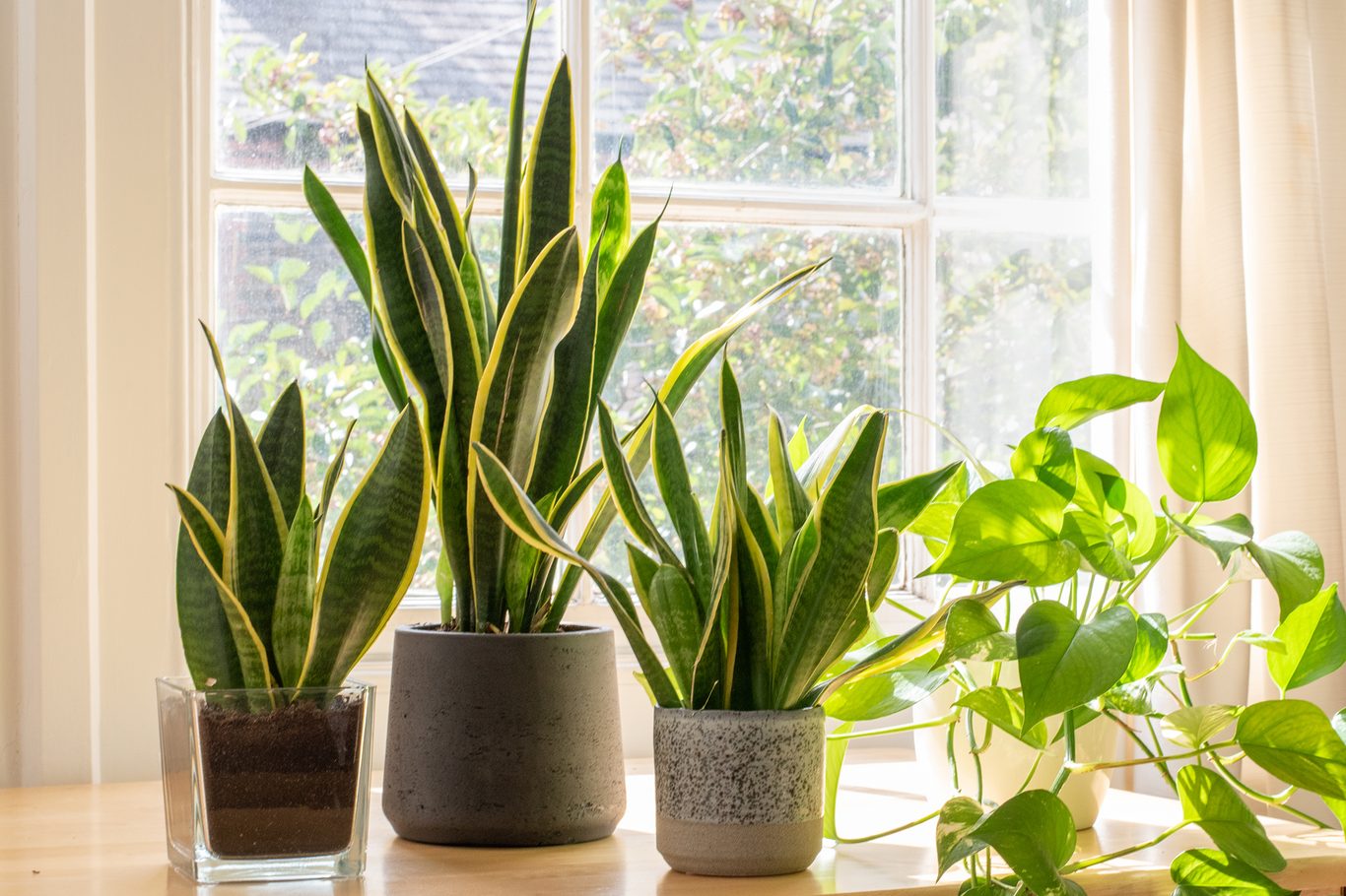 معرفی گیاه سانسوریا (Sansevieria) — گیاه همیشه‌سبز و مقاوم خانه‌ها